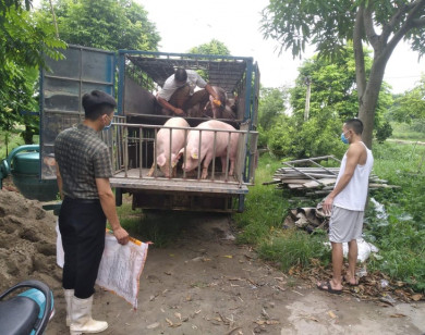 Giá heo hơi ngày 28/2/2023: Ủy ban Cải cách và Phát triển Quốc gia Trung Quốc đưa ra cảnh báo sớm về giá thịt heo