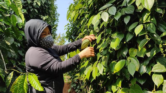 Giá nông sản ngày 25/4/2023: Cà phê và hồ tiêu đồng loạt tăng mạnh	