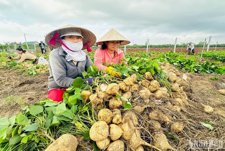 Hàng nghìn tấn củ đậu nguy cơ đổ bỏ vì ế ẩm