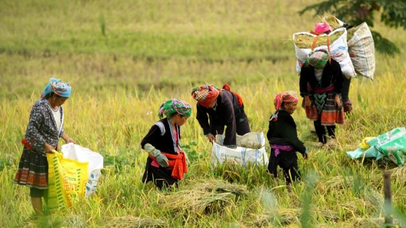Chất lượng lao động người dân tộc thiểu số