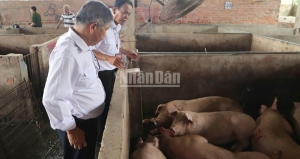  Kết quả xác minh: Việc đóng dấu kiểm soát giết mổ của Công ty C.P sai quy định
