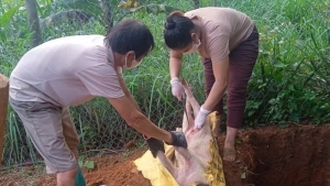 Cao Bằng: Yêu cầu Sở Nông nghiệp và Môi trường rút kinh nghiệm sâu sắc trong phòng chống dịch tả lợn châu Phi