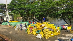 Chợ ốc bươu vàng di động