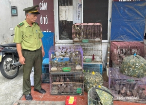 Phát hiện vụ nuôi nhốt 123 chim hoang dã ở Nam Sách